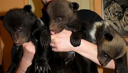 В харьковском зоопарке появились маленькие медвежата