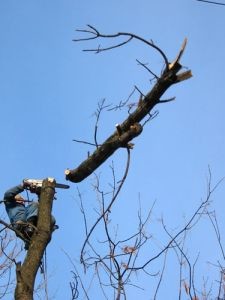 Школы будут отапливать старыми деревьями из центрального парка 