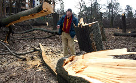 Застройщики уничтожили сквер с вековыми деревьями 