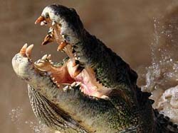 Австралийский крокодил съел уже второго ребенка 