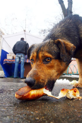 В столице неизвестные отравили сотни бездомных собак 
