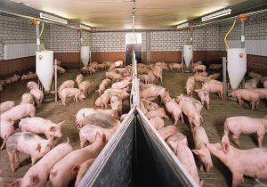 Сельское хозяйство поднимет донецкая свинина?  