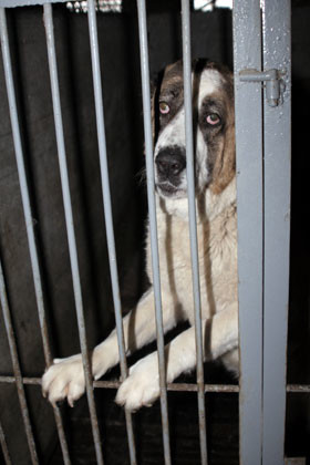Из-за кризиса приют для собак превратился в концлагерь ФОТО