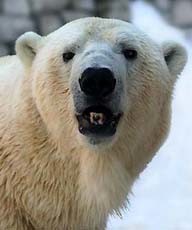 В зоопарке девушка упала в вольер к белым медведям 