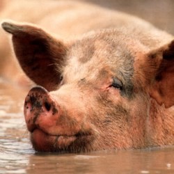 Мексиканцы подцепили от свиней новую смертельную болезнь 