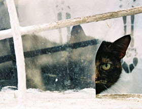 Бездомные кошки предсказали землетрясение в Румынии 