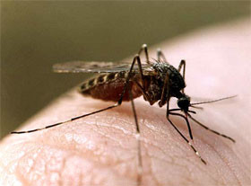 В Бердянске решили вытравить целебных комаров 
