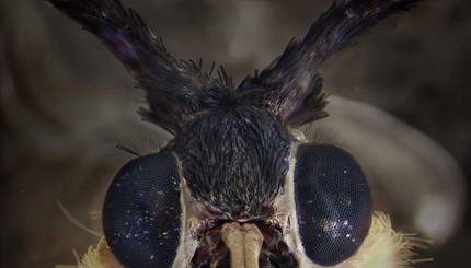 Монстры у нас дома: снимки насекомых под микроскопом