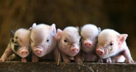 Что такое свиной грипп и чем он так опасен? 