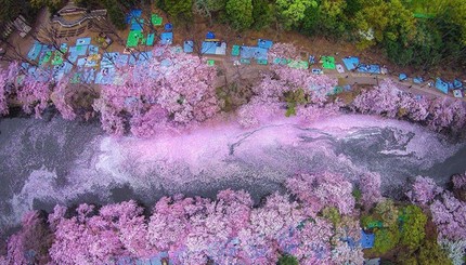 Весна по-японски: цветение сакуры на снимках National Geographic
