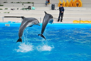 Дельфинов из Одессы привезли в спецмашине с аквариумами 