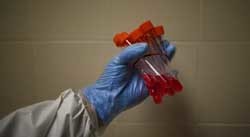 Ученым удалось расшифровать генетическую последовательность свиного гриппа 