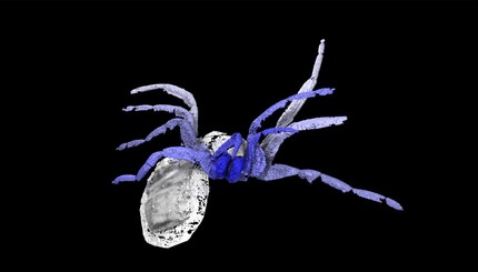 3D копия самого древнего паука планеты