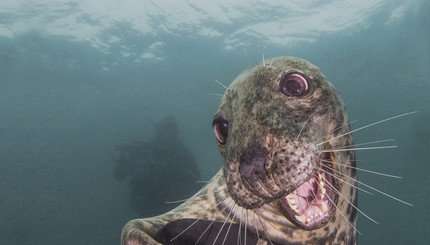 Фотографу удалось сделать редкий снимок улыбающегося тюленя