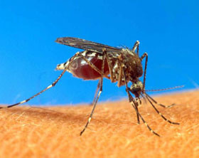 Из-за дождей комары атаковали горожан  