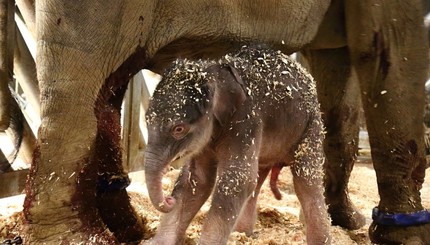 За последние 80 лет в Пражском зоопарке родился слоненок