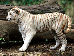 Белый тигр на глазах у туристов растерзал смотрителя 