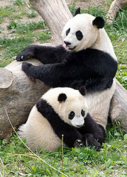 Панда в зоопарке родила без помощи порнографии 