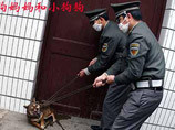Несколько человек в Китае умерли от бешенства 