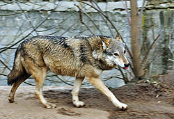 В киевском зоопарке отметят День волка 