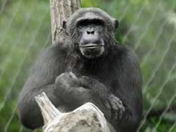 Шимпанзе откусил палец директору зоопарка 