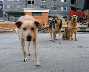 Стая бродячих собак спасла женщину от грабителей 