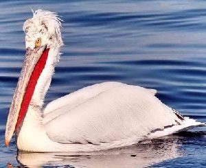В Донбассе поселились кучерявые пеликаны  