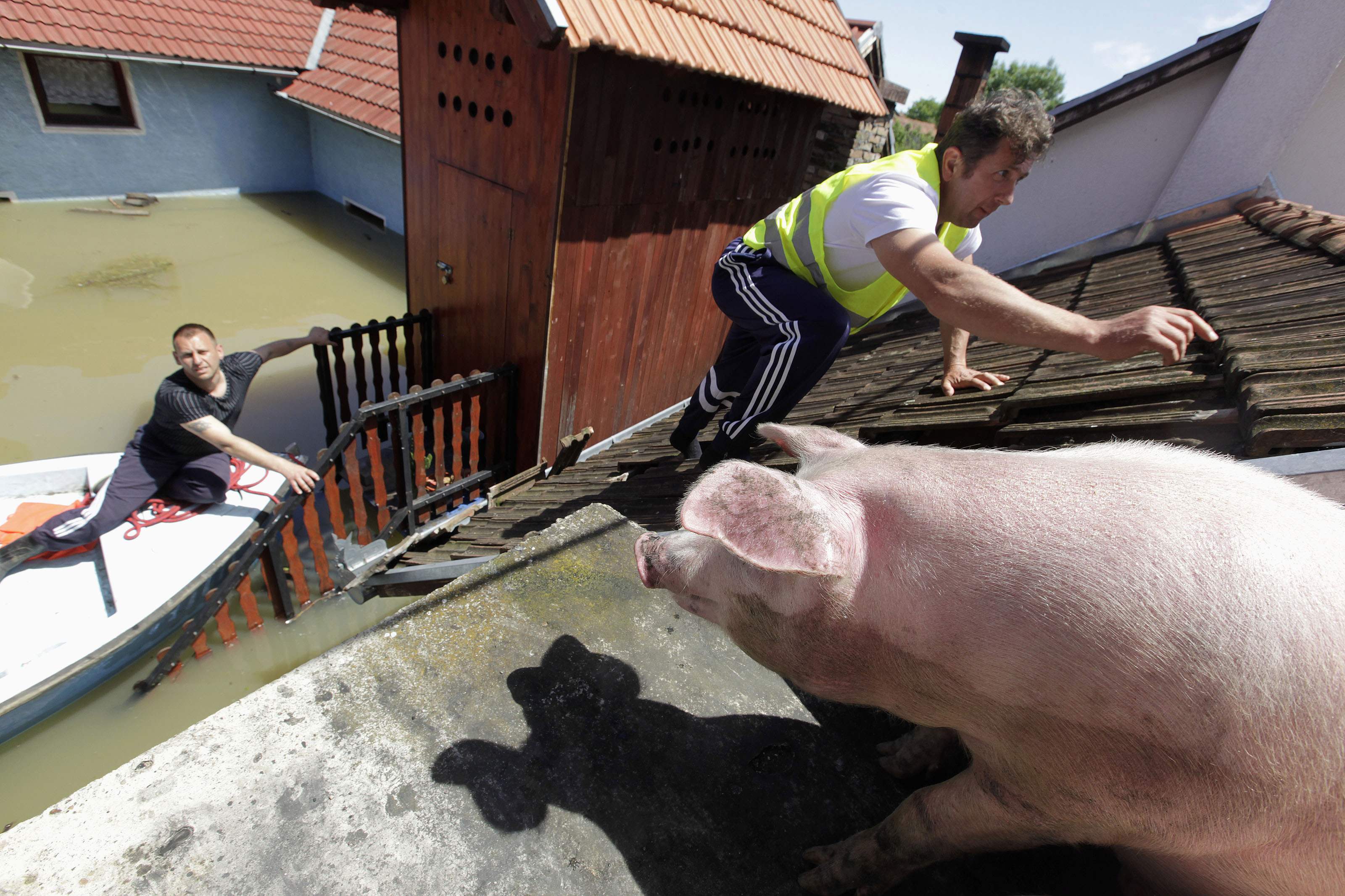 Как спасаться от животных. Спасение от наводнения. Люди от паводка спасаются на крышах. Спасение свиньи наводнение.