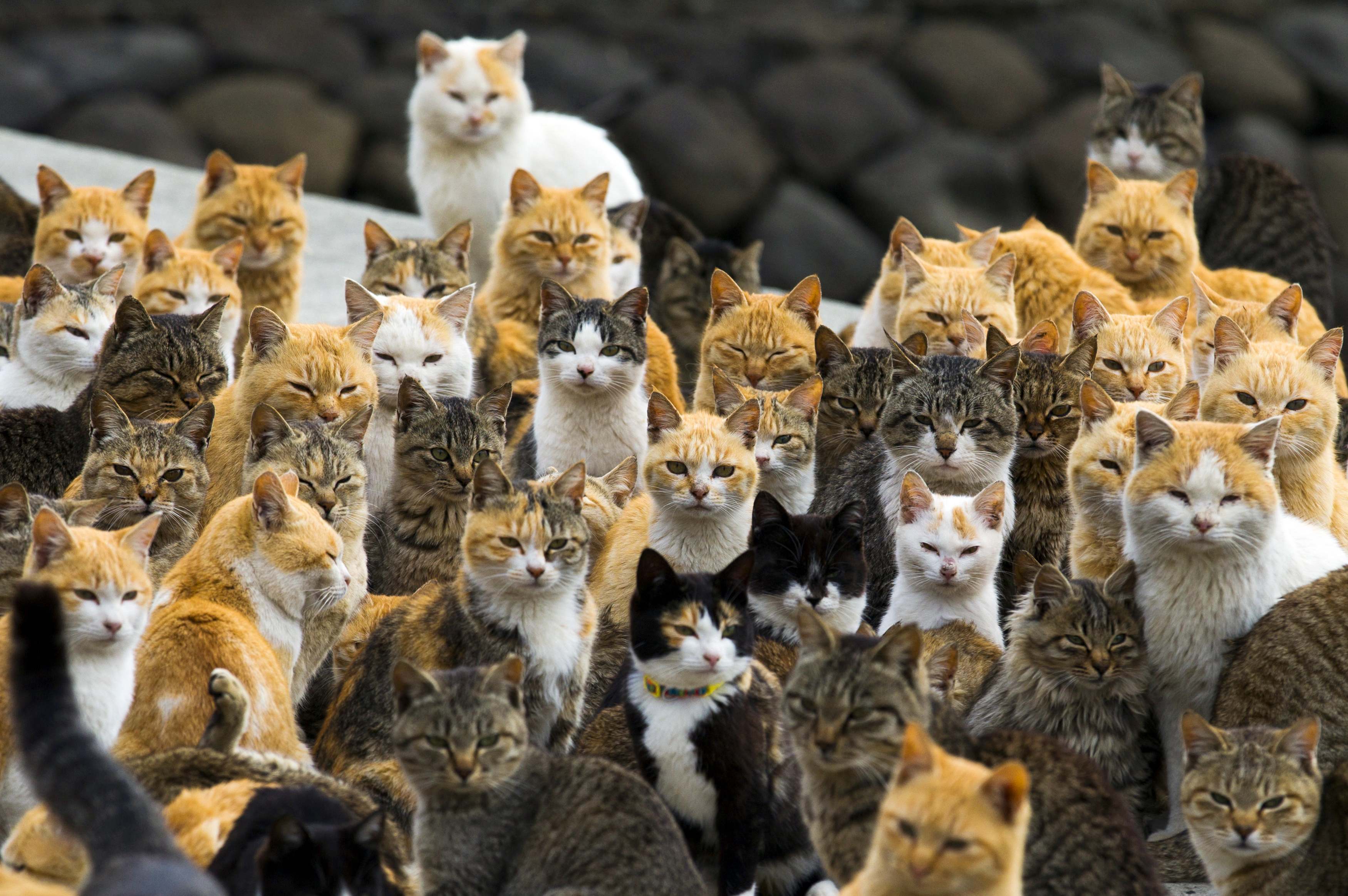 Дай много картинок. Тасиро остров кошек. Остров Аосима. Остров Тасиро остров кошек. Япония остров кошек Аосима.