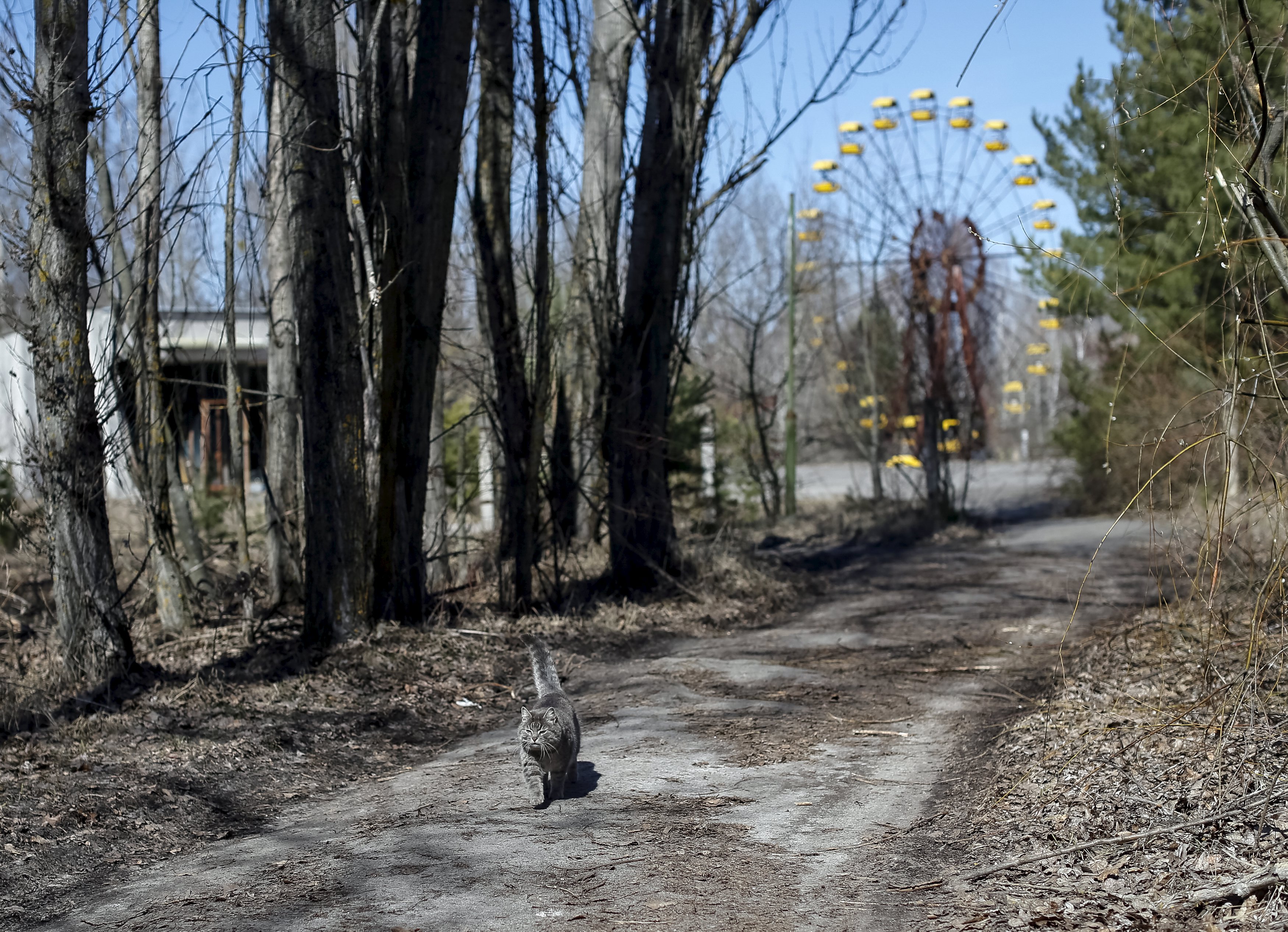Http chernobyl. Припять Чернобыль ЧАЭС зона отчуждения. Зона отчуждения город Припять. Чернобыль зона отчуждения город Припять. Рыжий лес Припять 1986.