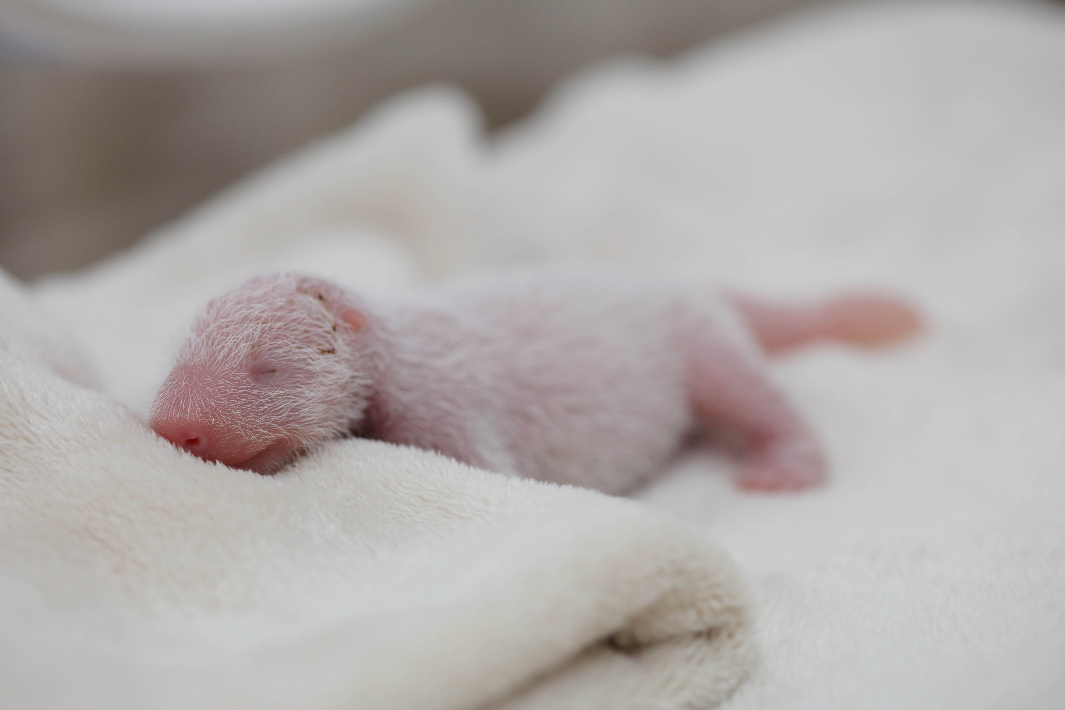 Родившийся детеныш панды. Детёныш панды новорожденный. Новорождённый денетыш панды. Малыш панды новорожденный. Новорожденный Медвежонок панды.