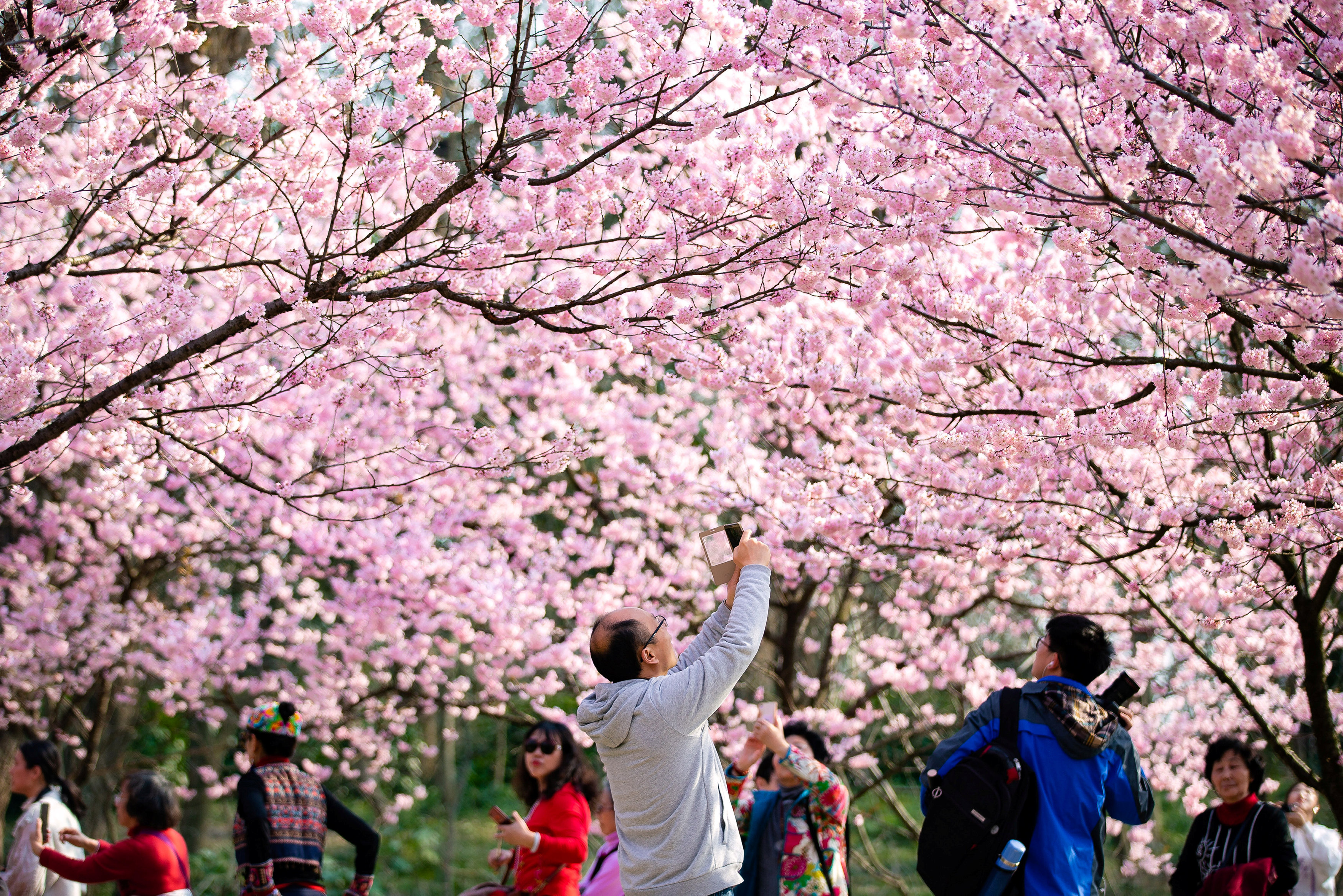 День цветущей сакуры. Ханами – любование сакурой в Японии. Фестиваль цветения Сакуры «Ханами». Праздник цветения вишни Сакуры в Японии. Ханами праздник цветения Сакуры.