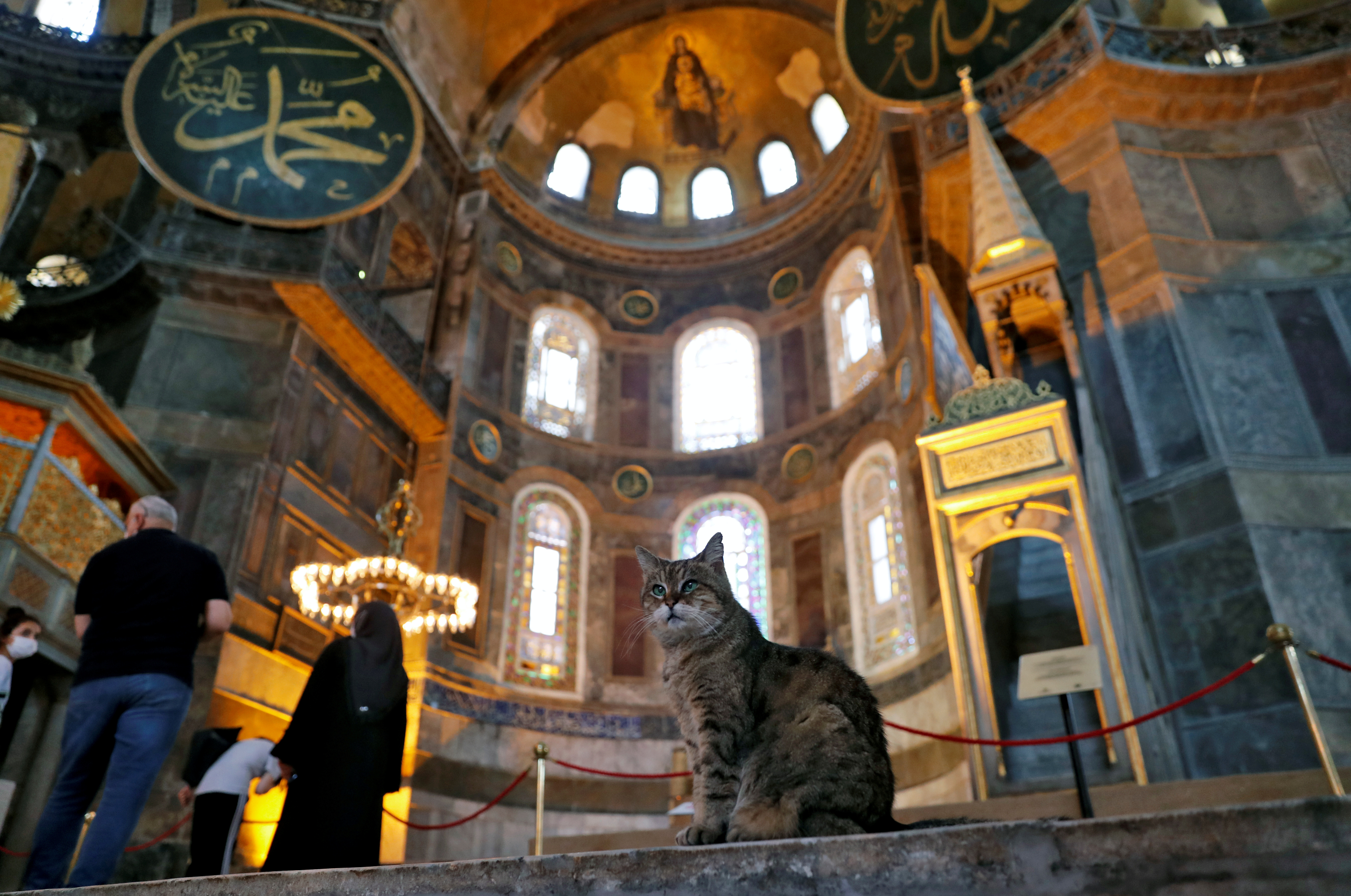 Турецкий город прославившийся кошками