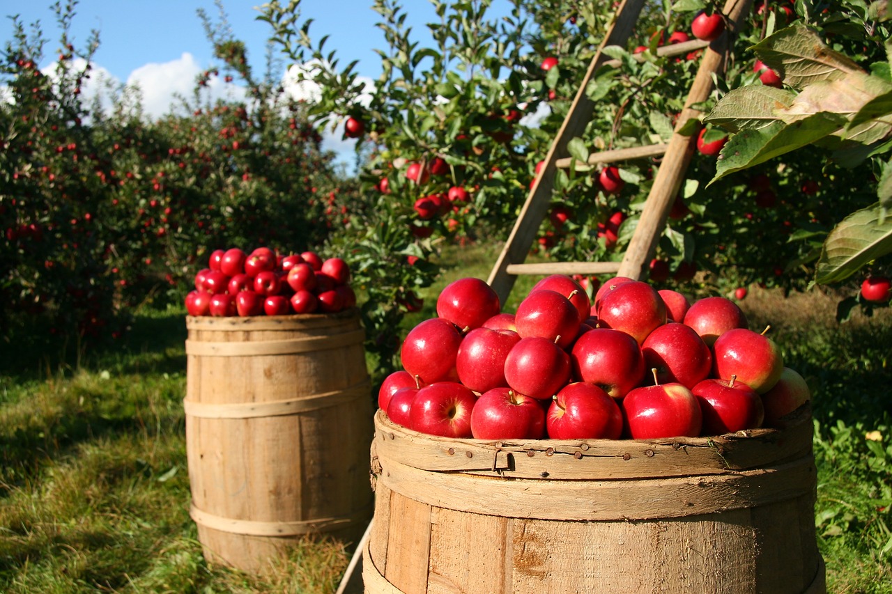 19 августа празднуем Яблочный спас. Фото: https://pixabay.com/users/lumix2004-3890388/