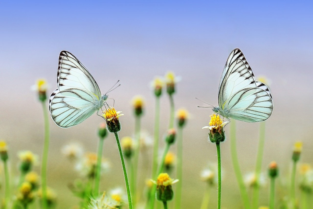 С приходом весны жизнь становится красочнее. Фото: https://pixabay.com/users/roverhate-1759589/