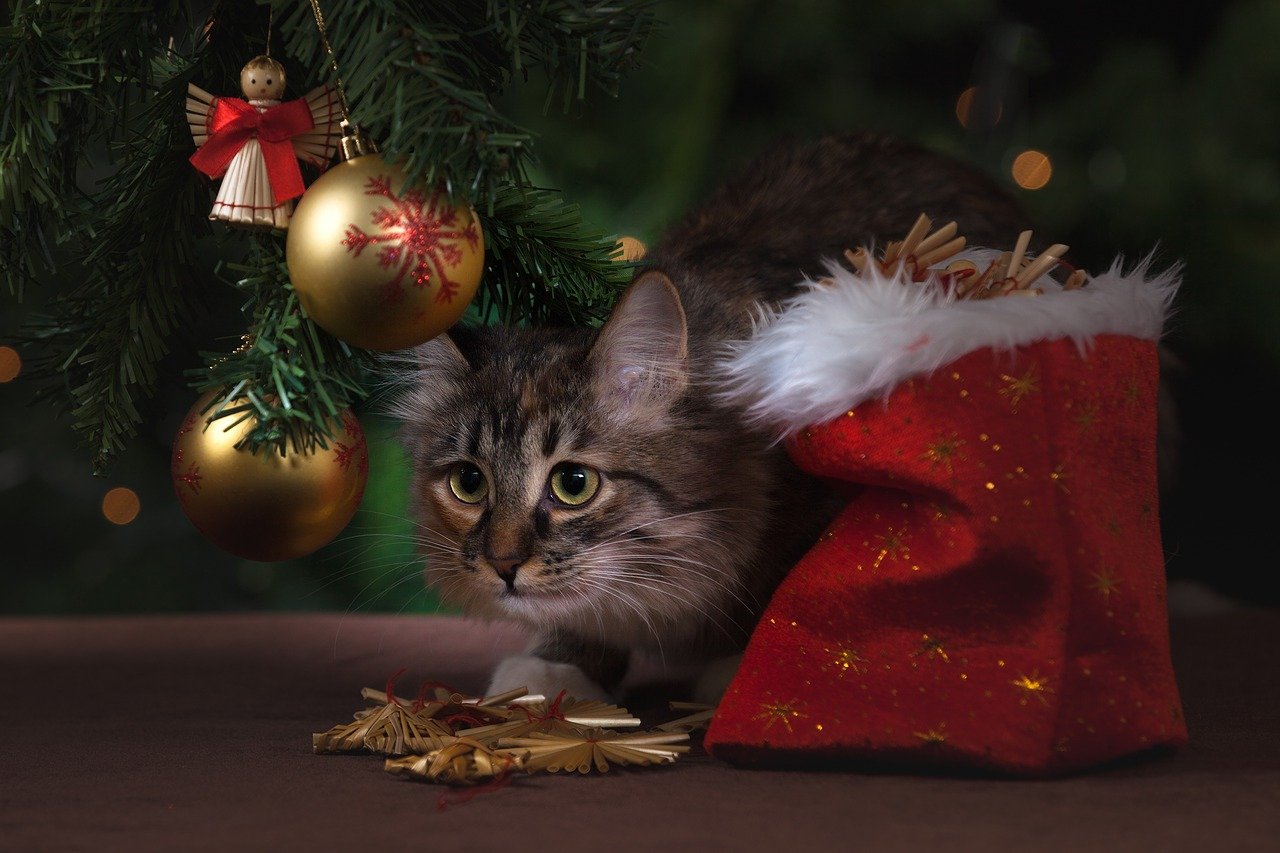 В новорічні свята домашні улюбленці потребуються особливої уваги. Фото: Myshun/pixabay.com/