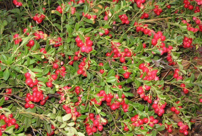 В бруснике полезны не только ягоды, но и листья. Фото: diapason.com.ua
