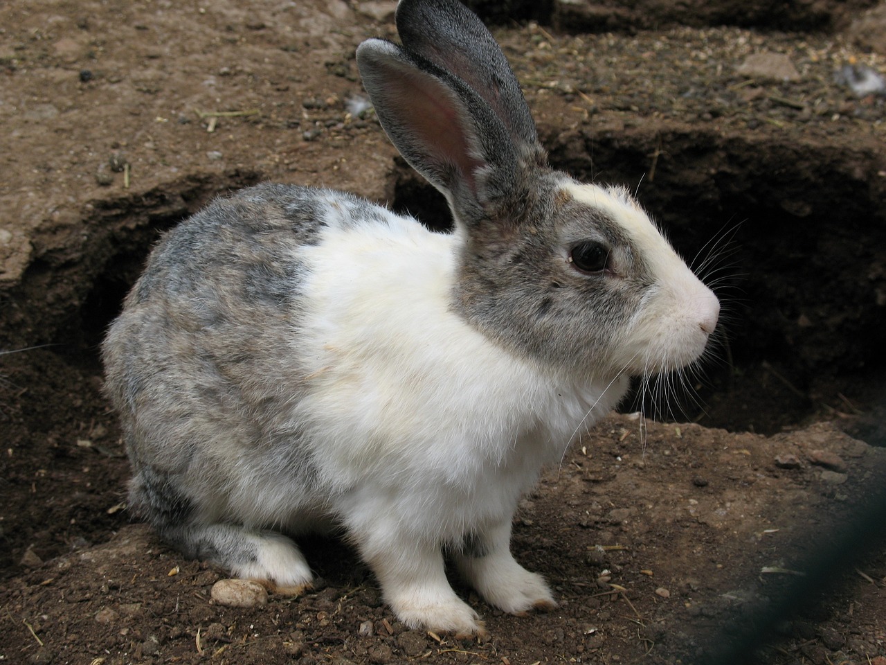У природі кролики живуть у норах, виритих своїми ж лапками. Фото: Z O із сайту Pixabay
