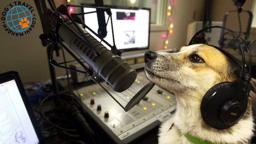 Первый собачий радиоэфир. Фото: Стоп-кадр с ютуб канала 