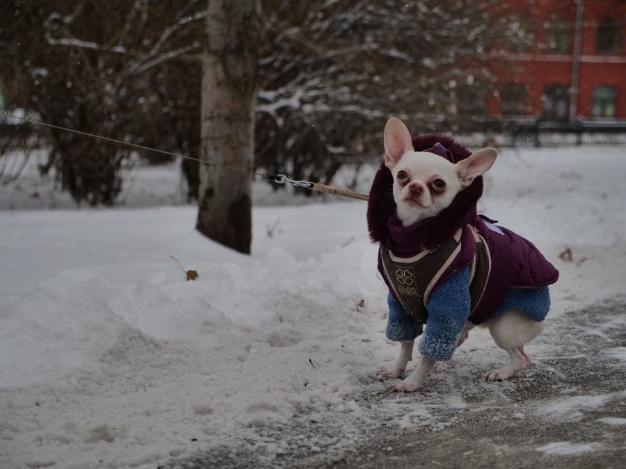Гладкошерсті собачки вимагають взимку спеціальних нарядів. Фото: Архів «КП»