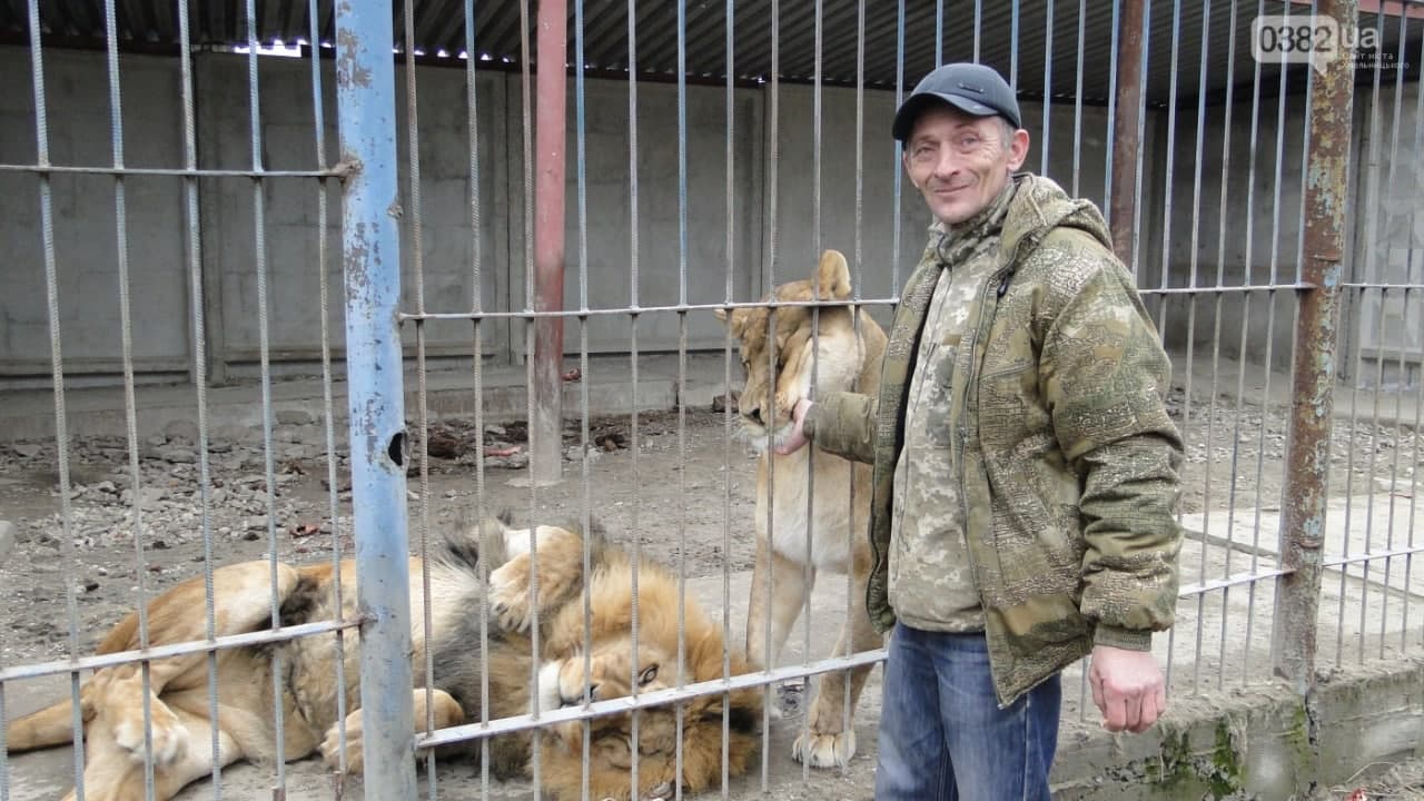 Гордість реабілітаційного центру Сергія Палехіна – трійця левів. Фото: facebook.com/wildlifeofkhm/photos/a.104434580975411/104441127641423/
