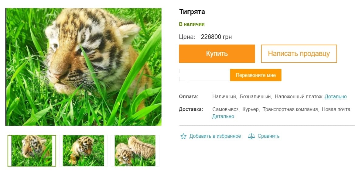 Купить тигренка в Украине вполне реально. Но хищник дома – это опасно. Фото: ua.all.biz/tigryata-g17734150 
