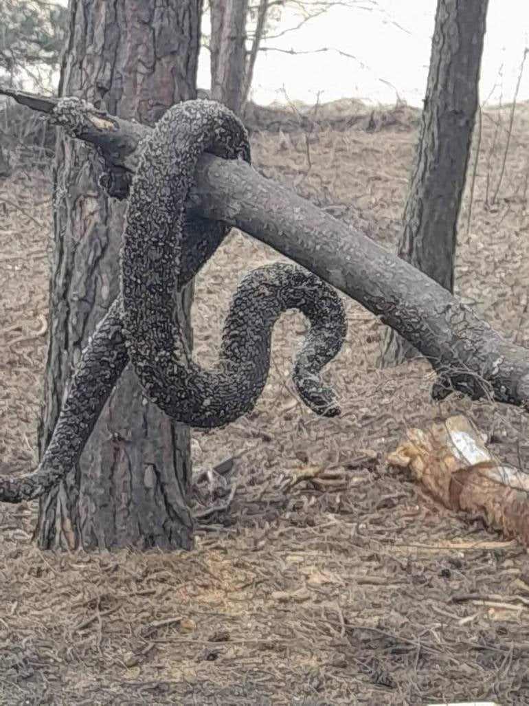 Ось така гадюка перелякала навіть місцевих жителів у Сумській області. Фото: ФБ Жаби, ящірки та змії 