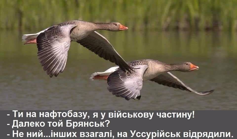 Від Анджеліни Джолі до Шарія: з чого українці сміялися цього тижня фото 3