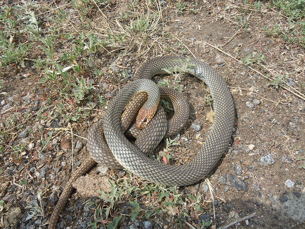 Змії. Фото: Yuriy Kvach | commons.wikimedia.org
