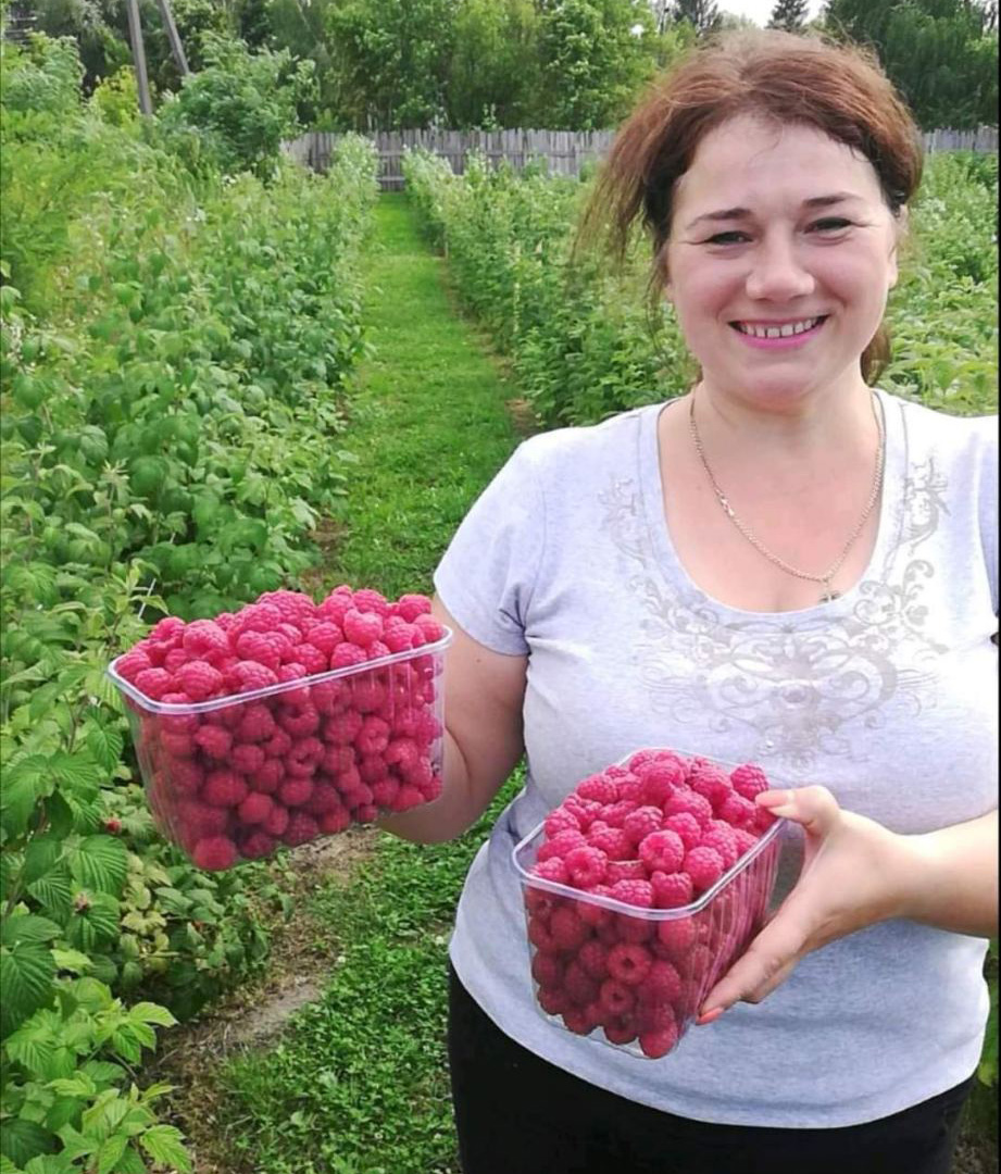 Жители малинового рая на Житомирщине: И вместо свеклы в борщ малину кладем  - Новости на KP.UA