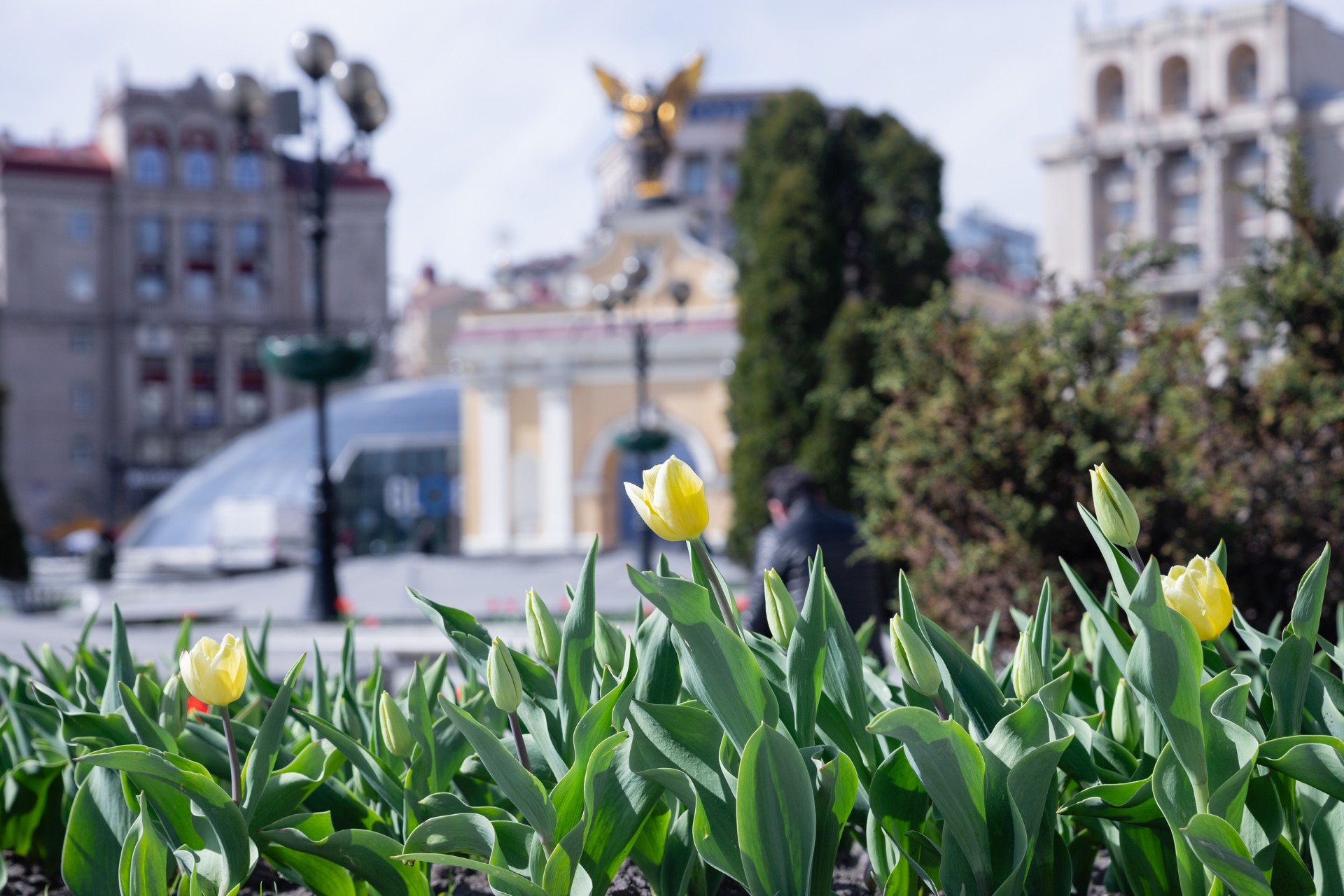 Щовесни Київ розцвітає тисячами тюльпанів. Фото: kyivcity.gov.ua