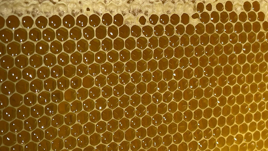 Лікарі радять здоровій дорослій людині з’їдати щодня не більше двох столових ложок меду.  Фото: vashapasika.com.ua