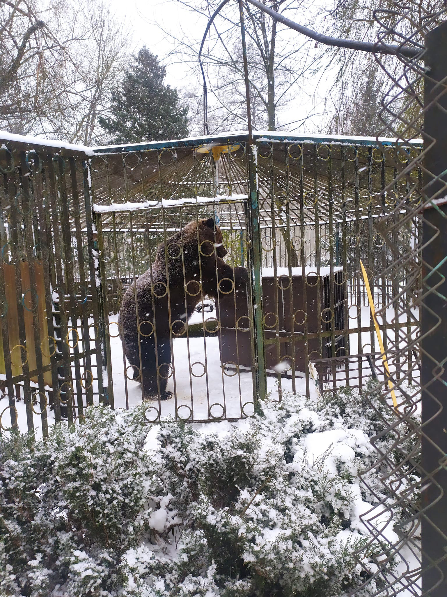 В центре сейчас находятся 32 медведя. Фото: ФБ Національний природний парк "Синевир"