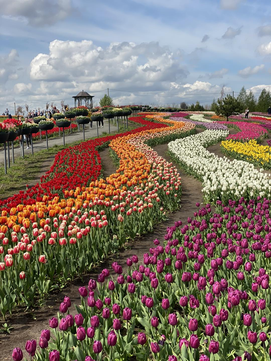 Готуються надзвичайно красиві локації із 136 сортами тюльпанів. Фото: https://www.facebook.com/dobropark.ua